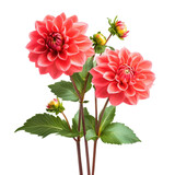 Flowers dahlia spring plants, cluster of spring dahlias in various hues, isolated on transparent background