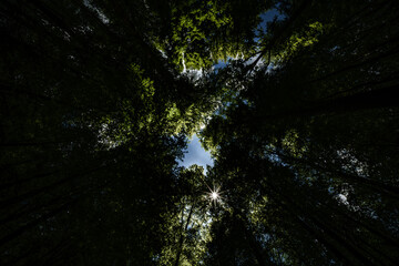 Wall Mural - experience the majestic canopy view of a lush and vibrant green forest landscape, sustainability
