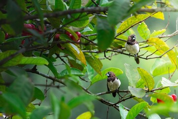 Wall Mural - small birds perched on a leafy branch in nature.