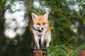 Wall Mural - Portrait of a cute red fox standing on a tree stump in a dark forest