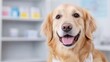 © VirtuLens - Happy dog wearing a cone in a veterinary clinic waiting for care