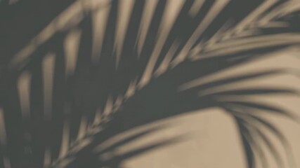 Wall Mural - sunlit palm leaves creating dynamic shadows on a beige wall in gentle motion