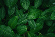 © AddMeshCube - Close-up of fresh green leaves with water drops after rain