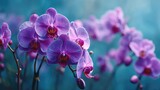 Orchid mood for floral echo concept. Vibrant purple orchids blooming in a serene background.