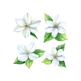 Beautiful watercolor jasmine flower blossom illustrations on transparent background