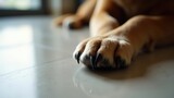 Close-up view of a dog's paw on a light gray floor.