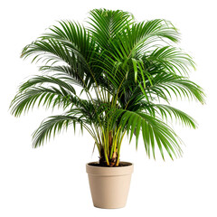 Lush green Areca palm houseplant with feathery fronds and yellow stems in a beige pot.