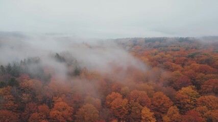 Wall Mural - Misty Autumn Forest with Vibrant Foliage - Scenic Landscape for Posters and Prints