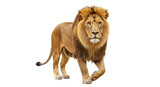 Isolated Lion