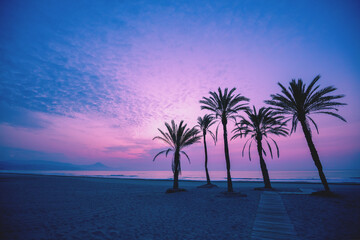 Wall Mural - Seascape in early morning during a beautiful purple sunrise. Palm trees on the beach. San Juan beach, Alicante, Spain, Europe