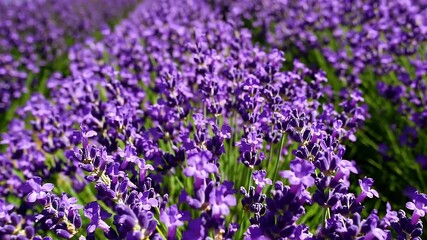 Wall Mural - A breathtaking field filled with vibrant purple lavender flowers under natural sunlight creating a serene and fragrant flower landscape that captures the essence of calmness beauty and the charm