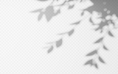 Wall Mural - abstract shadow overlay from foliage tree branch on a transparent background.