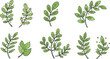 © Bundle Done - Vector art of collection of green leaf branch illustrations with dots isolated on transparent background for decoration