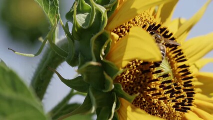 Wall Mural - A fuzzy honey bee collects nectar and pollen from a sunflower in slow motion its body dusted with golden pollen highlighting pollination and ecological harmony in stunning macro 4K detail