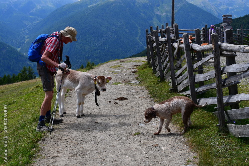 Mann Und Sein Lagotto Romagnolo Hund Treffen Beim Wandern Im Ultental 