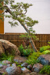 © evening_tao - Serene Garden Oasis with Rocky Path and Graceful Pine Tree