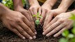 © My page is full - Several hands gently plant a young seedling into fertile soil, reflecting unity, care for the environment, and shared responsibility for a sustainable future.