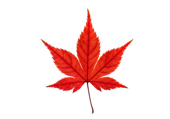 a vivid red japanese maple leaf detailed veins visible set against a stark black background