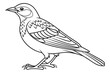 © ofel - coloring page line art the lark bird black vector