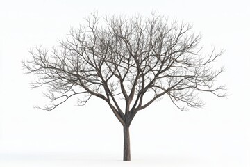a bare tree with intricate branches stands isolated on white background