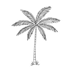 Wall Mural - Simple black and white palm tree illustration with detailed leaves