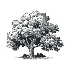 Beautiful oak tree sketch with detailed foliage for design use