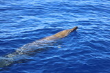 Blainville beaked whale
