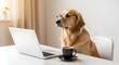 © Aoao - A smart golden retriever wearing glasses sits attentively at a desk with a laptop and coffee, appearing to work or study diligently in a humorous, anthropomorphic scene.