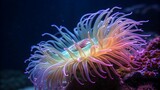 Vibrant rainbow sea anemone with delicate tentacles underwater