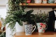 © gwood - Kitchen shelf with plants and mugs