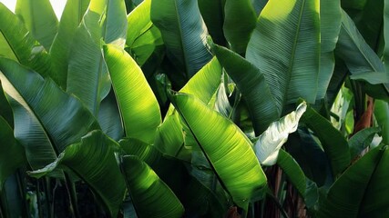 Wall Mural - emerald foliage canopy: a verdant canopy of lush green leaves basks in the sunlight, creating a symp