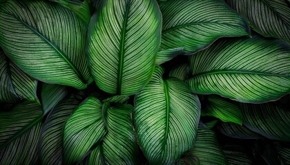 Close-up of Spathiphyllum cannifolium leaves with rich green tones and layered textures, forming an abstract tropical background.
