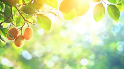 Ripe mangoes on a tree branch with sunlight and bokeh background.