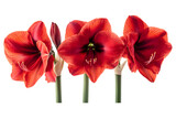 Three vibrant red amaryllis flowers isolated on transparent background
