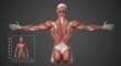 © DSGNCO - Detailed anatomical illustration of a female muscular system, showcasing back and upper body musculature.