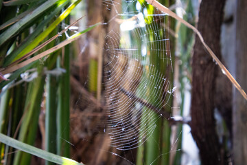 spider web with dew