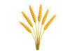 © PNG Kingdom  - Wheat ears arranged in curved semicircle pattern, representing agricultural abundance against transparent background, suitable for design projects