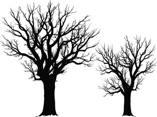 Wall Mural - two bare trees silhouettes isolated on white
