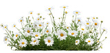 PNG White daisy flower bush border daisies flowers background.
