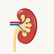 © dwi - Anatomy of the Kidney: A meticulously rendered illustration of the human kidney, a vital organ responsible for filtration, showcasing its intricate internal structure in a vibrant depiction.