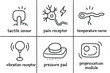 © Framezy - hand drawn cute doodle style isolated sensation tactile sensor sensation pain receptor sensation temperature nerve sensation vibration receptor sensation pressure pad sensation proprioception module