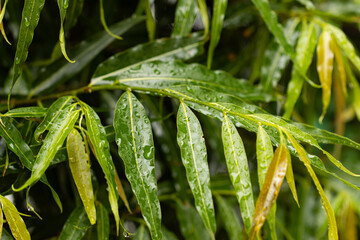 Wall Mural - A leafy green plant with raindrops on it