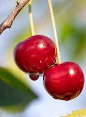 Wall Mural - Two red cherries hanging from a tree