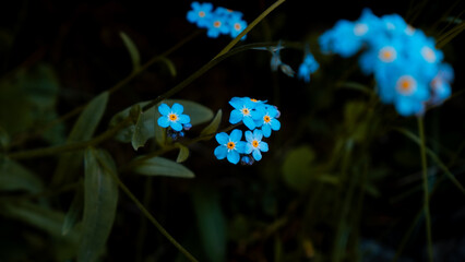Myosotis also known as forget-me-not flower isolated on dark background. Forest flower in Kazakhstan, Almaty, Almarasan gorge, Terra meadow