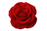 Vibrant red rose blossoming, transparent backdrop highlighting delicate petals, ideal for romantic design elements
