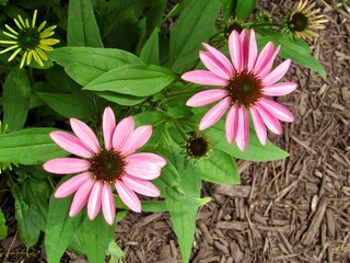 Wall Mural - pink flowers in the garden