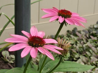 Wall Mural - pink flower in a garden