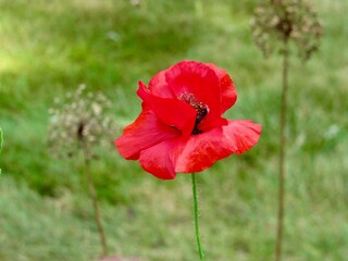 Wall Mural - red poppy flower