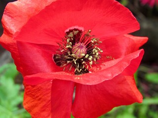 Wall Mural - red poppy flower