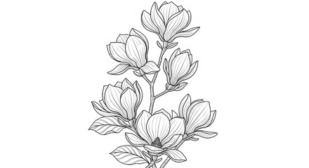   Elegant Hand-Drawn Magnolia Branch Botanical Illustration